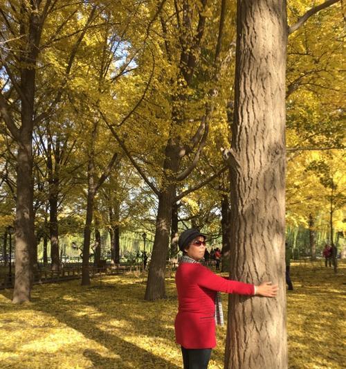 手机树上拍摄技巧：如何固定手机进行拍摄？